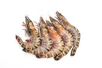 SEA TIGER PRAWNS